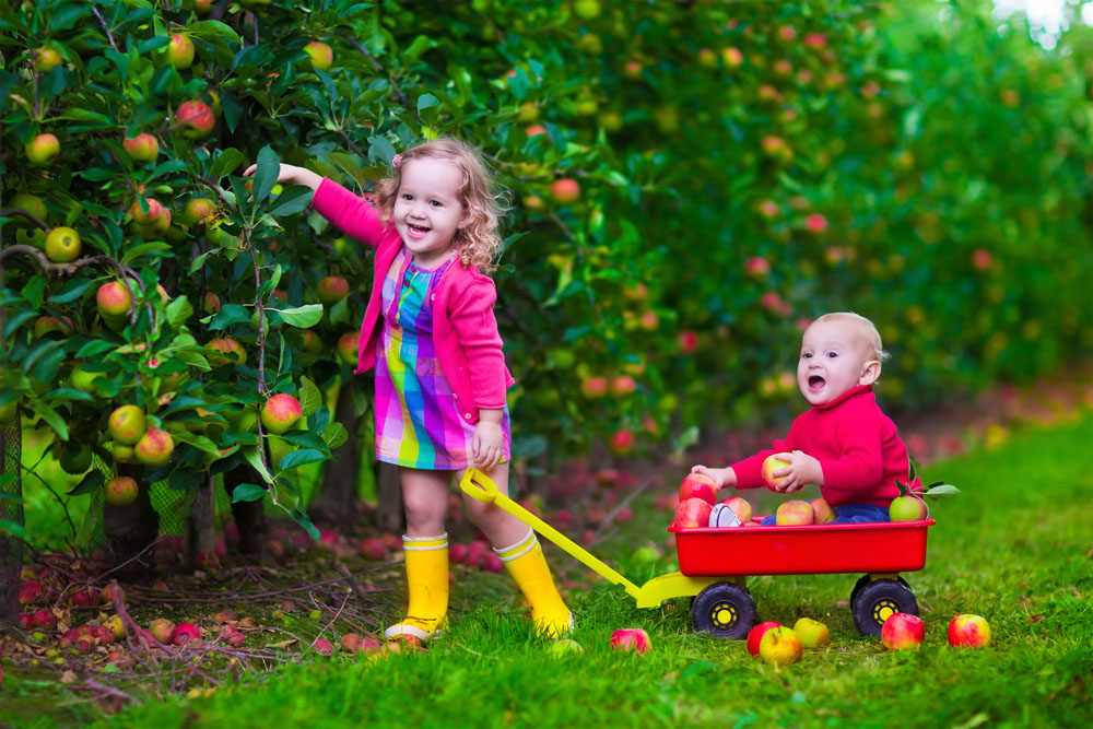 Kids Picking Apples - Fall Activity